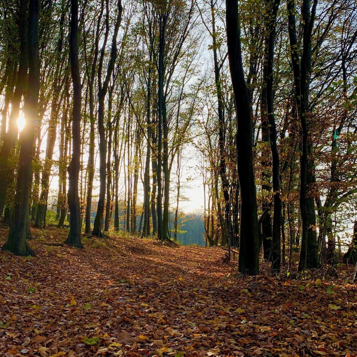 Therapeutisches Wandern Wien - Therapie Wandergruppe