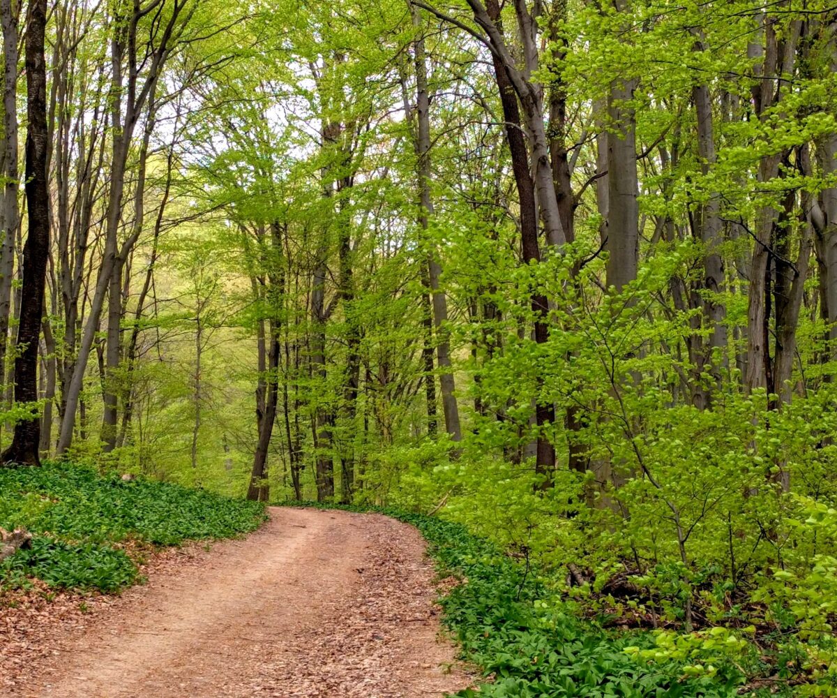 Therapeutisches Wandern Wien - Therapie Wandergruppe