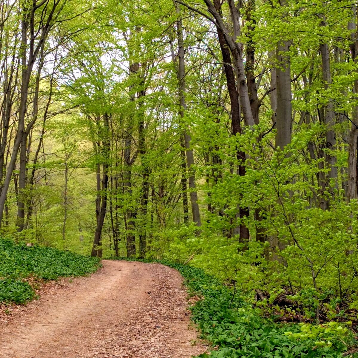 Therapeutisches Wandern Wien - Therapie Wandergruppe