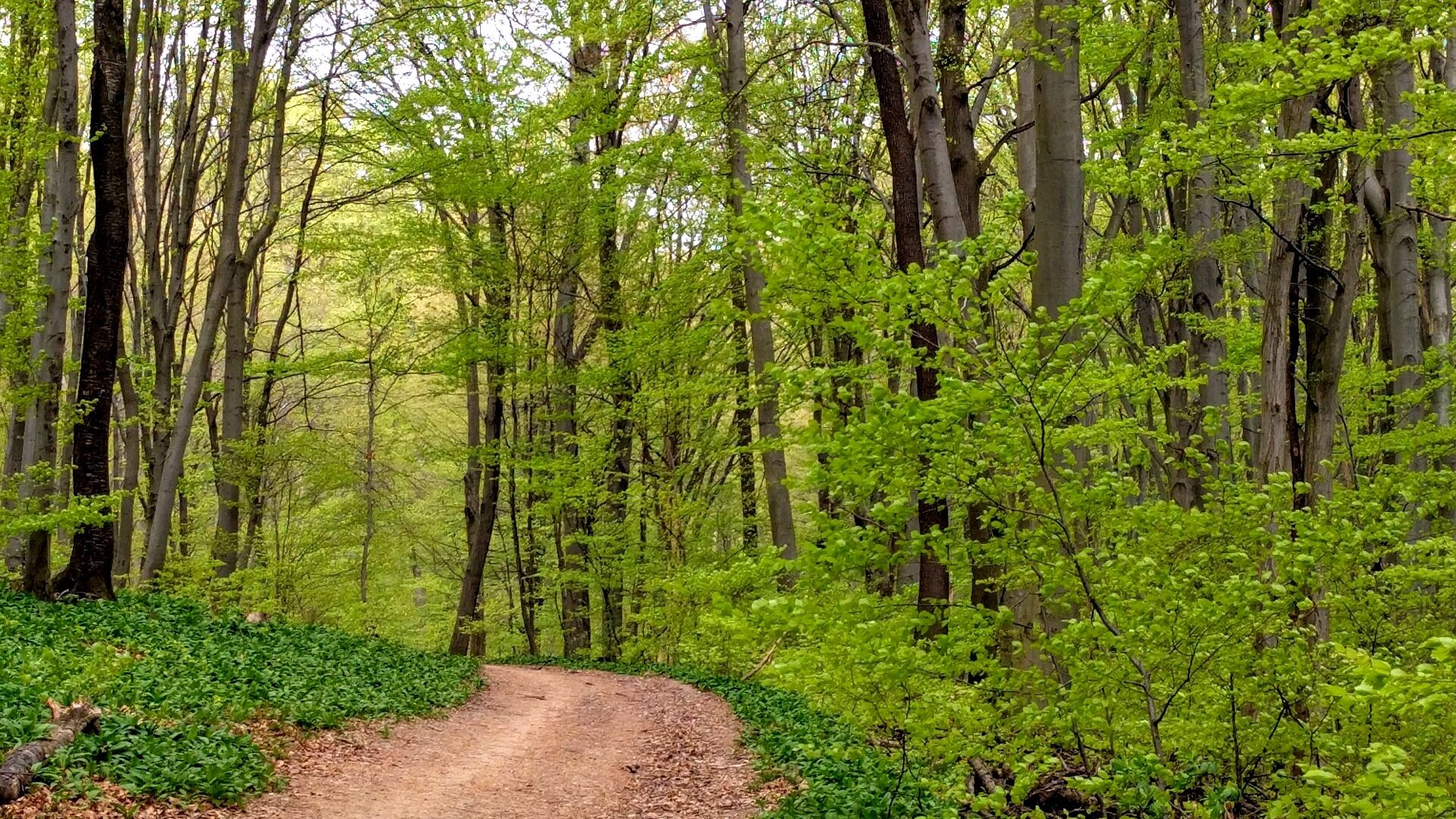 Therapeutisches Wandern Wien - Therapie Wandergruppe
